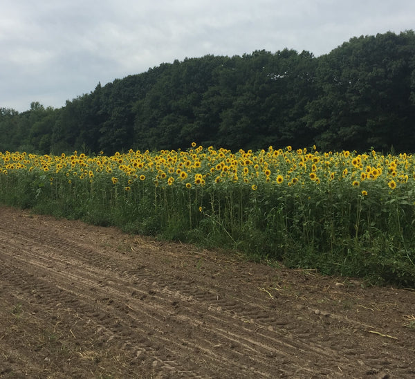 planting peredovik sunflower seeds Peredovik Sunflowers – Wildlife Seed Supply