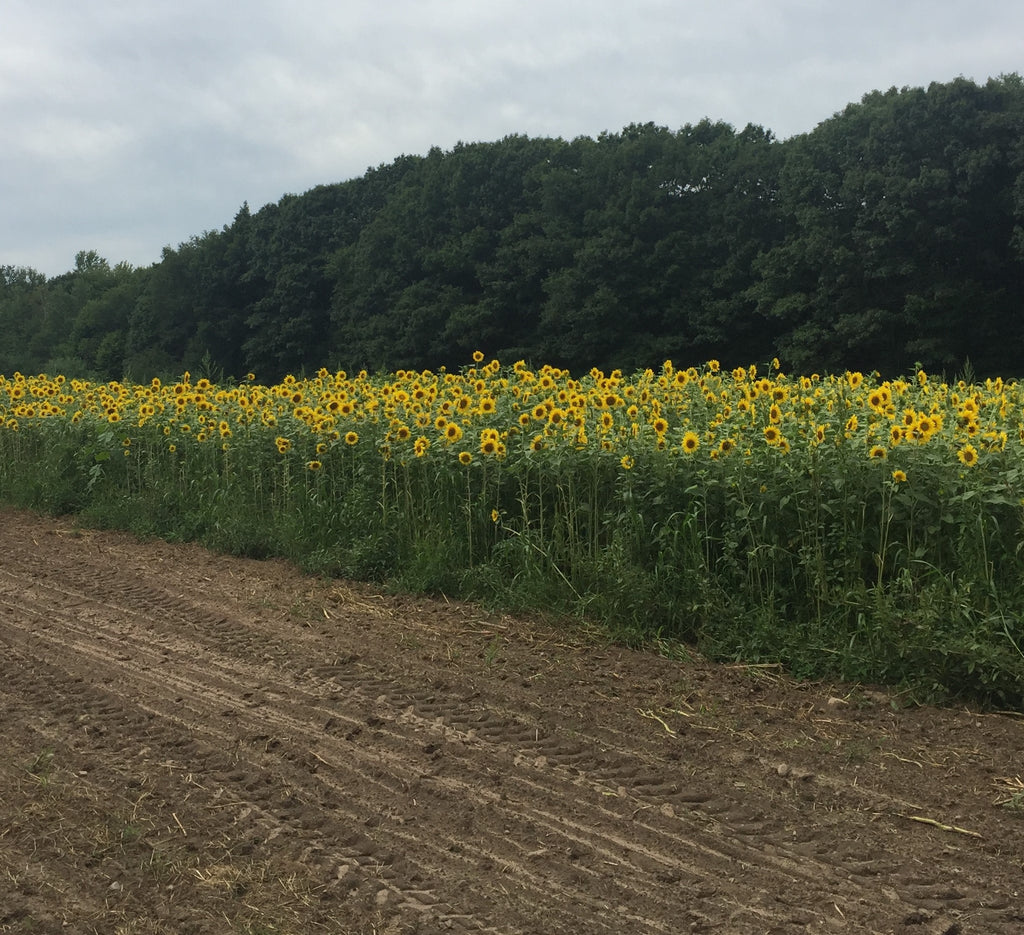 Peredovik Sunflowers Wildlife Seed Supply